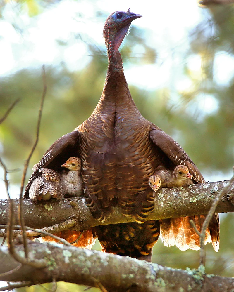 Momma-Turkey-with-Babies---8x10.jpg