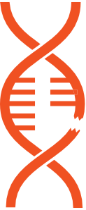 Stylized orange DNA double helix with a section  appearing to be broken like the FOXG1 gene mutation causing FOXg1 syndrome.